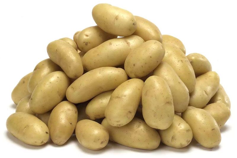 Variedad Jazzy. Patatas Gómez